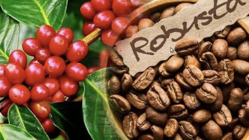 Vietnam’s coffee exports to Thailand surge in value despite volume decline